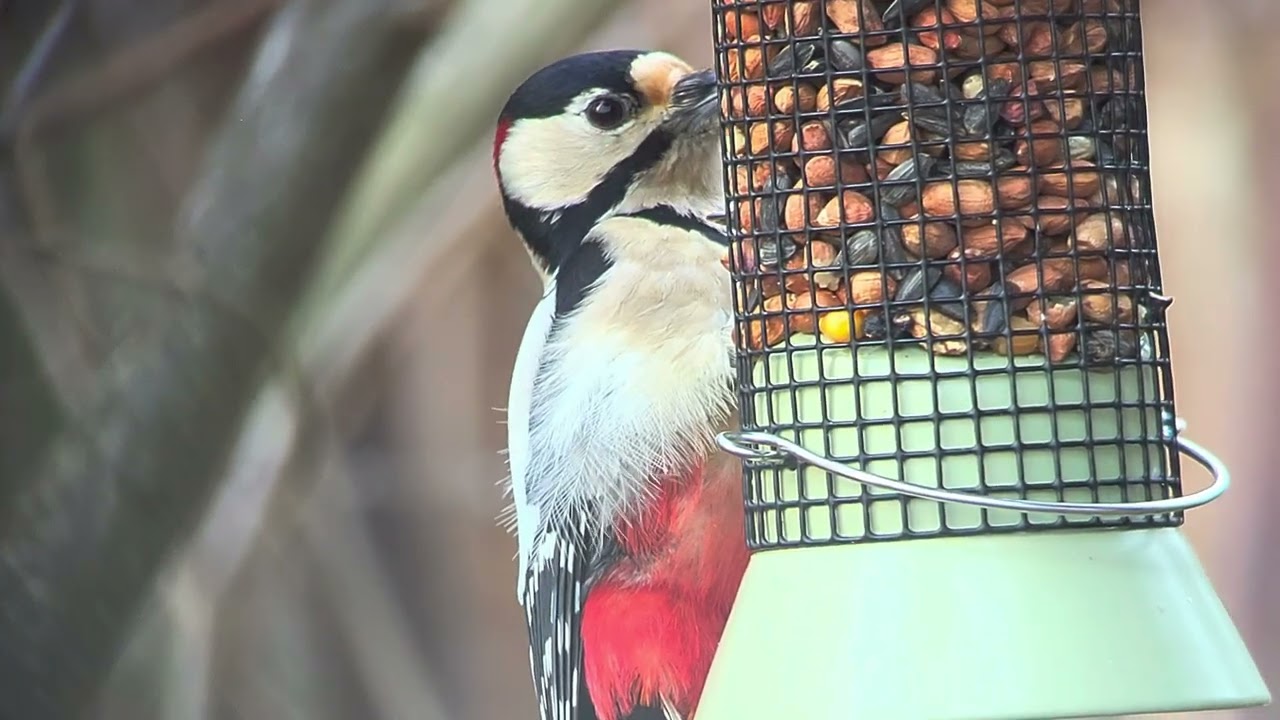 Filmpje 2 grote bonte specht Vogelvoederplaats Prinsenpark. #andrenuyens #Prinsenpark #5/2/2026