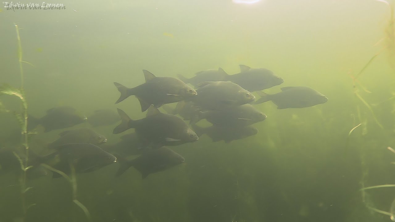 Ouderkerkerplas 20-06-2021