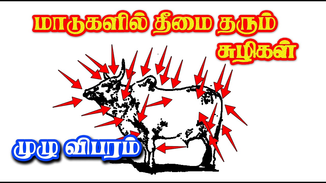 மாடுகளில் தீமை தரும் சுழிகள் ... கெட்ட சுழிகள் ... முழு விபரம் .... Tamilan Trending