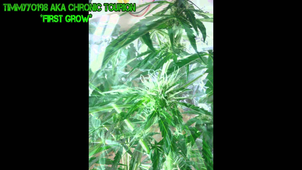 5 weeks old Anubis (2 weeks flower)