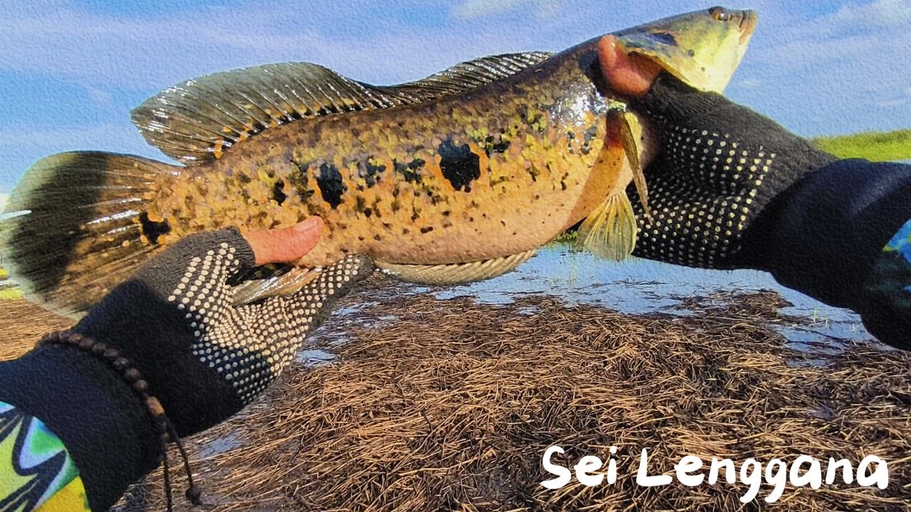 Mancing casting sore hari di sungai Lenggana kotim || strike kerandang babon || Antares dc+majestic