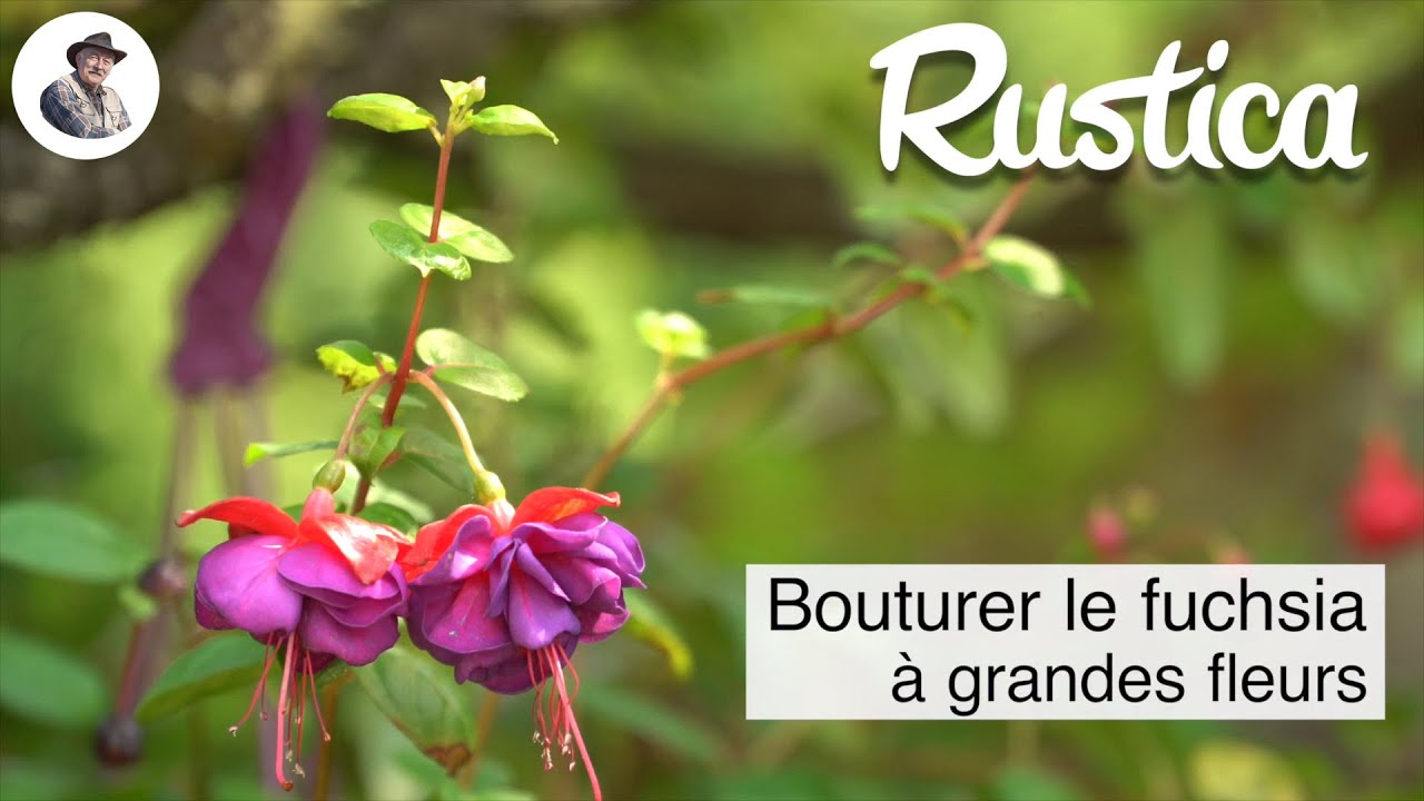 Bouturer le fuchsia à grandes fleurs