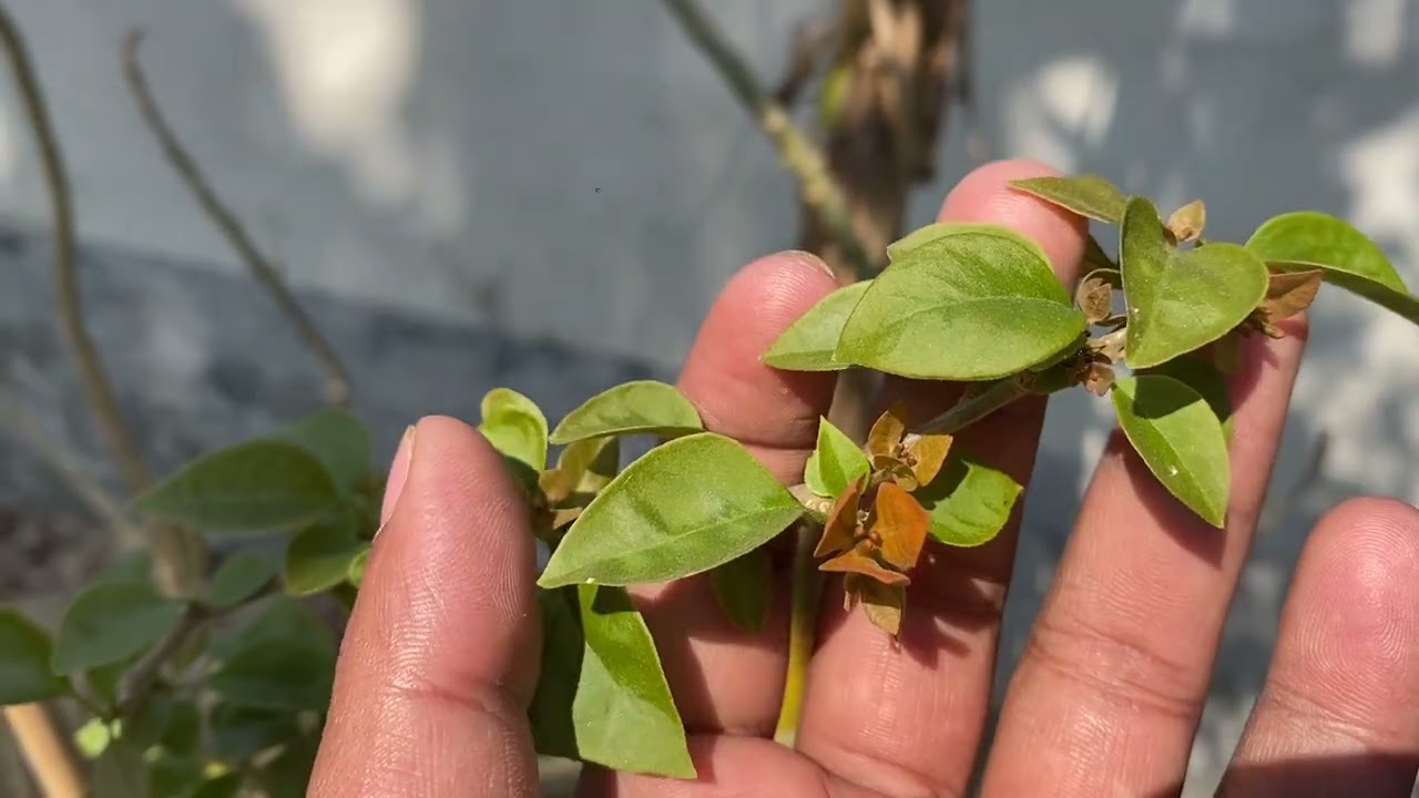 বাগান বিলাশ এর প্রজেক্ট তৈরি !!  বাগান বিলাশ  