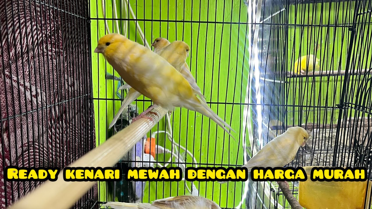 READY KENARI MEWAH DENGAN HARGA MURAH!! #kenarimania #kenari 