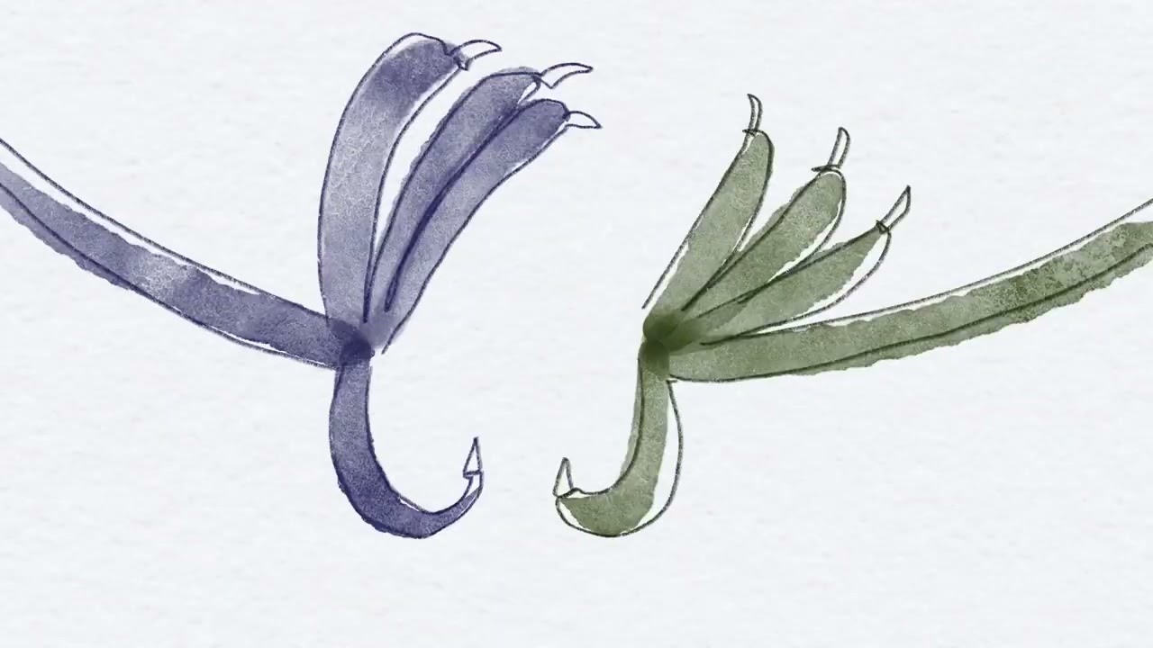 Amirova Trio - Podolanochka (official animated video)