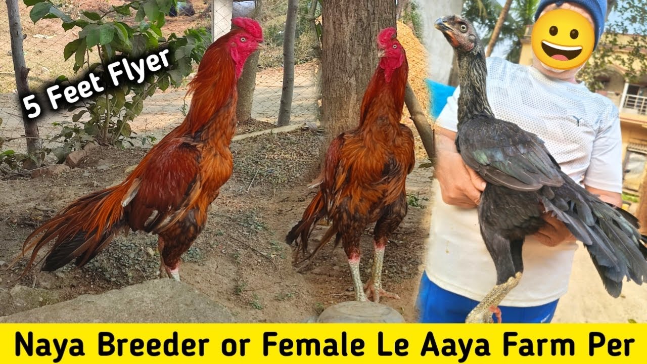 Naya Breeder ke Sath Female Le Aaya Farm Per || Ranchi Jharkhand High Flyer Murga Farm