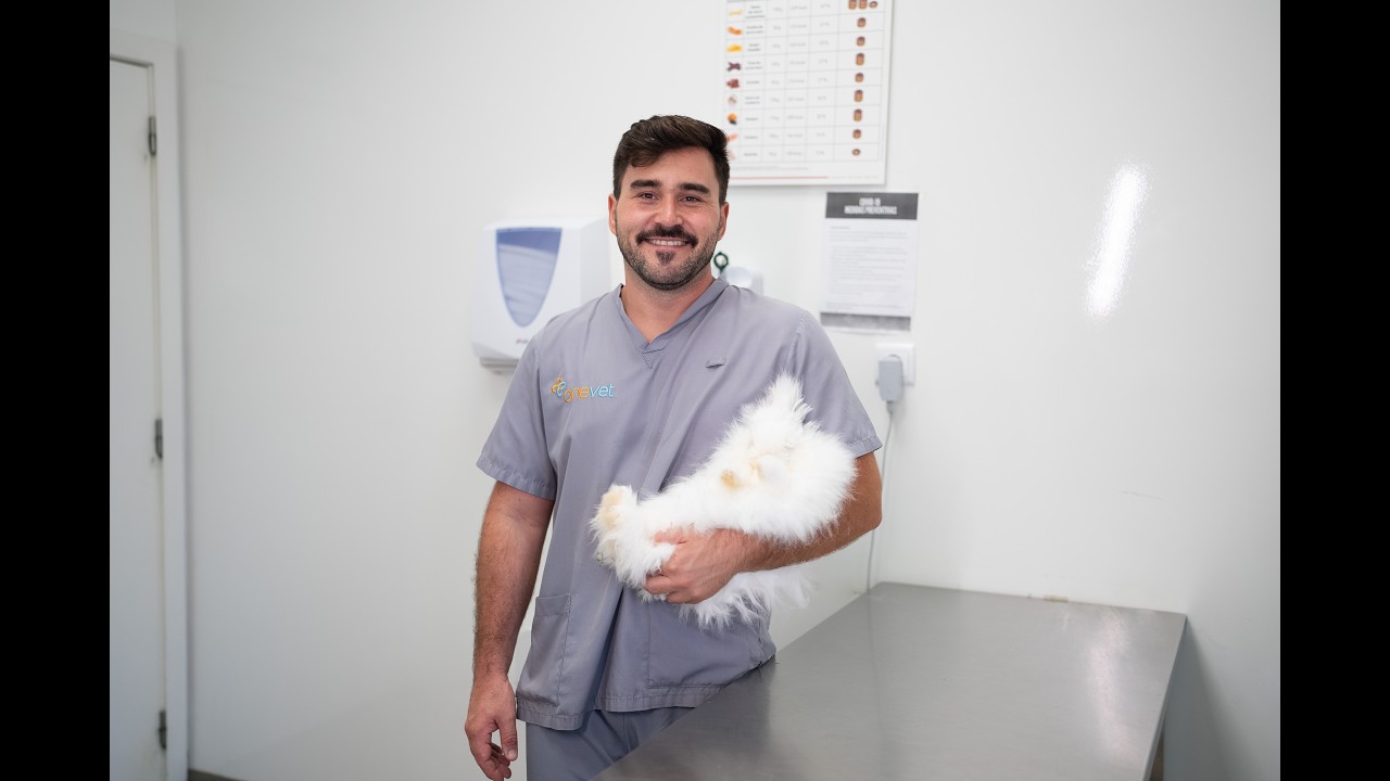 OneVet Group l Alimentação e dentição dos coelhos