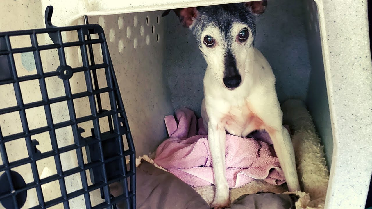 How to Install this LIFE-Saving Dog Crate