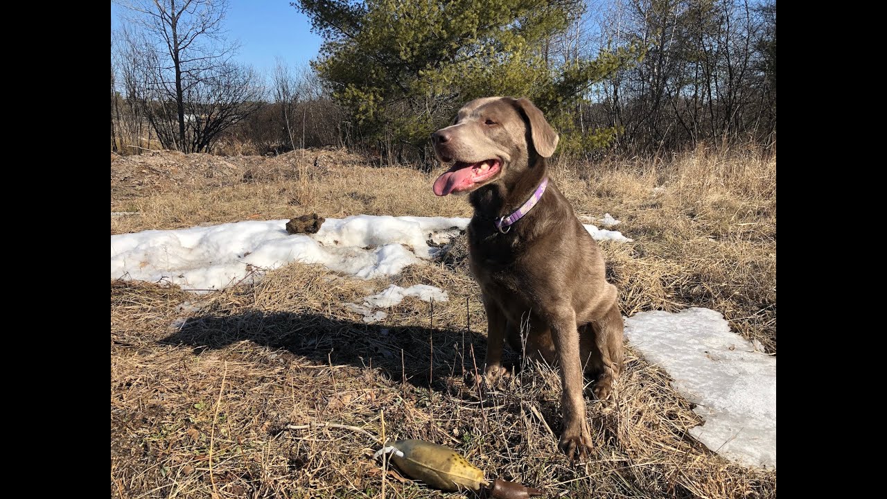 Silver Lab Training | TEASER for upcoming 2020 season!!