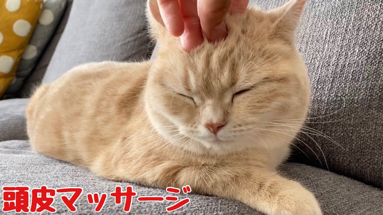 【猫】マッサージをしたらあまりの気持ち良さに、とろけて寝てしまう猫！When I gave my cat a scalp massage, she fell asleep Cute animals