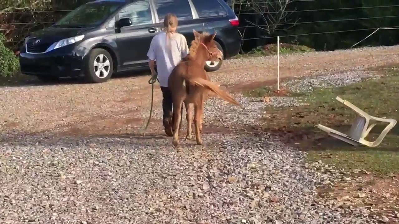 First day working with Naomi the mini mule.