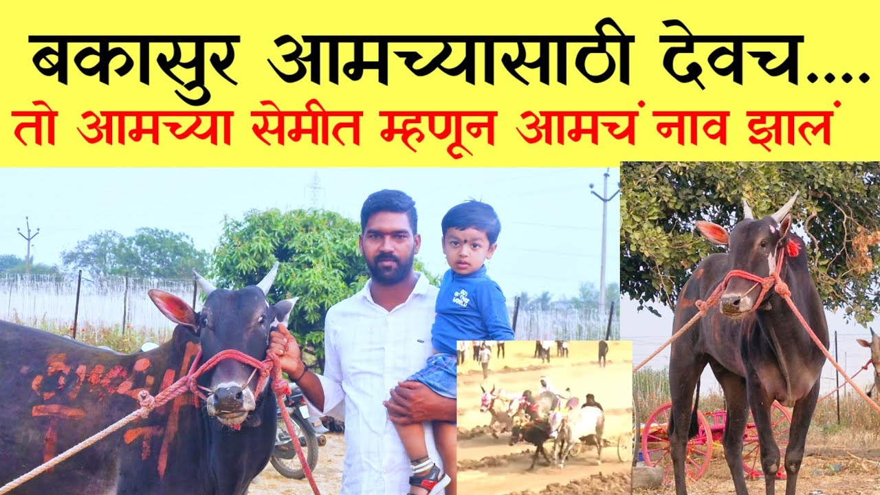 बकासुर च्या सेमी चमकलला बेलेवाडीकरांचा राया +91 70305 30195