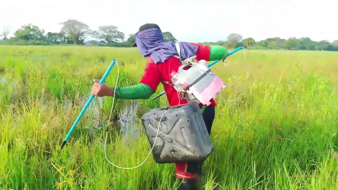 EP,84 Electric fishing nag lalakihang.dalag Hito sa bagong spot jockpot 🐟🌾