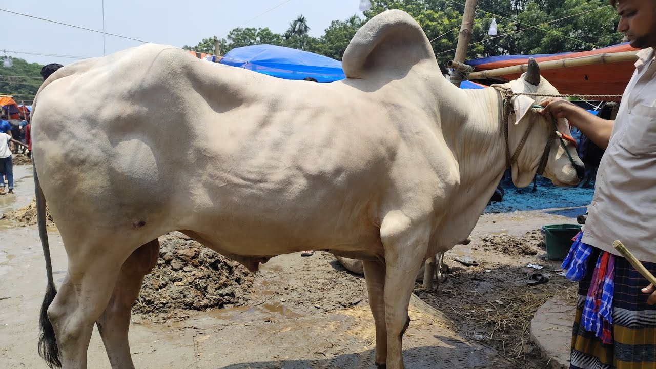 শাহজাহানপুর হাট কে কতো দামে গরু কিনতেছে গরু দেখা দাম জানানো হাটে ভালো গরু। Shajahanpur haat update