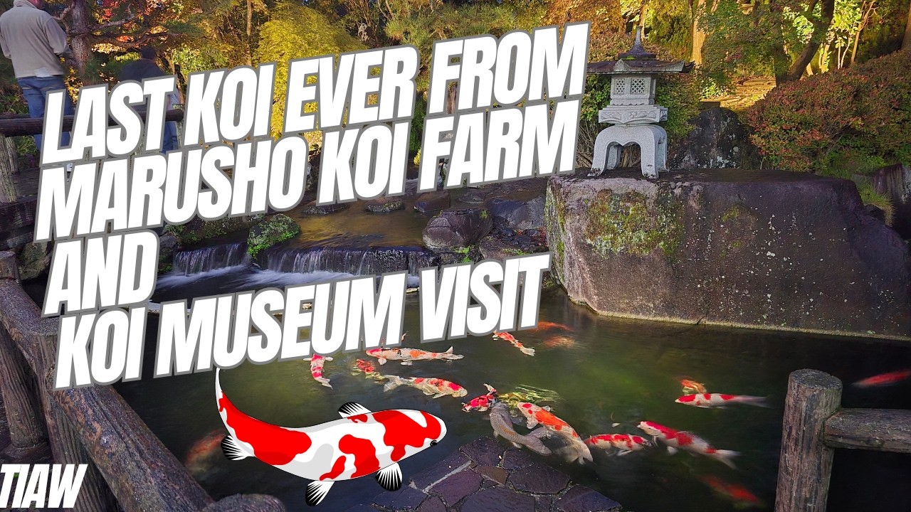 Japan trip day 8 , visit to koi museum and buying the last koi ever from marusho koi farm!  #koi