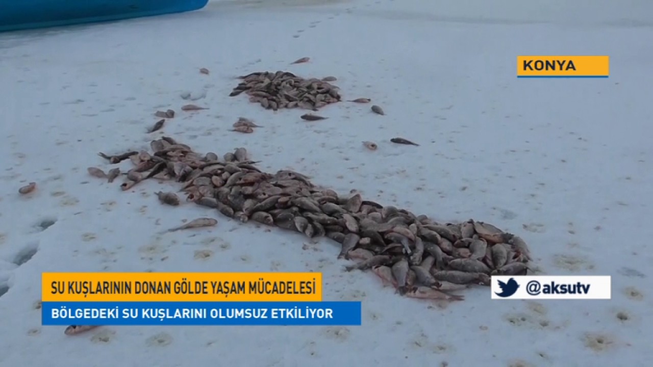 Su kuşlarının donan g&ouml;lde yaşam m&uuml;cadelesi