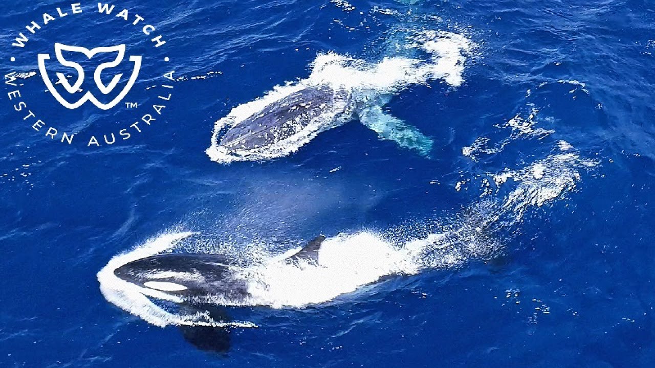 Orca Approach Entangled Humpback Whale