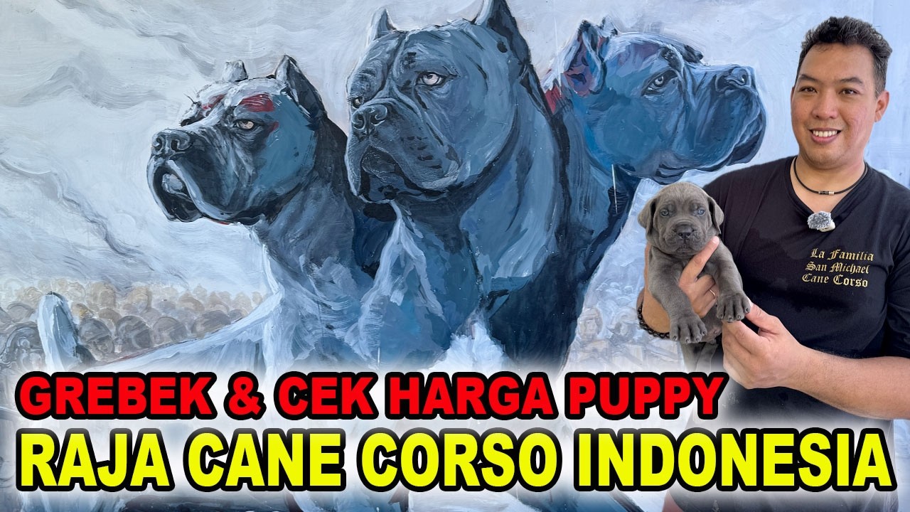 Grebek & Cek Harga Puppy Raja Cane Corso Indonesia - San Michael Cane Corso