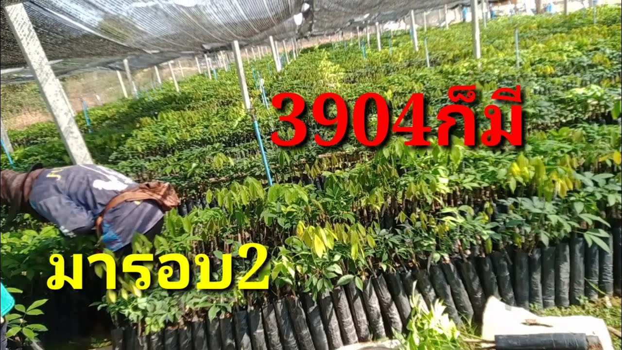 วิธีเลือกชื้อต้นกล้ายางพารา