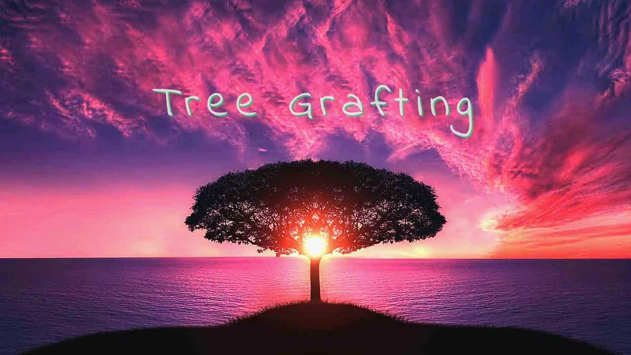 Grafting TREES 🌳
