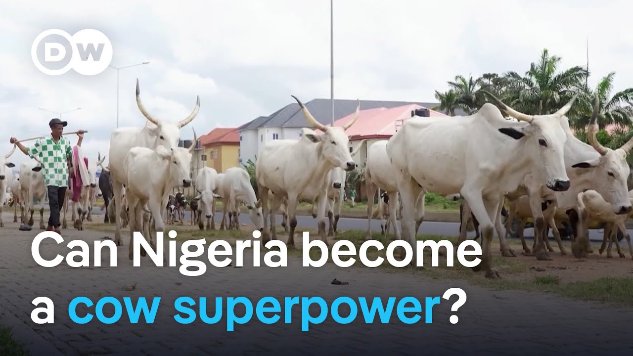 Nigeria has 20 million cows, so why does it rely on imports? | DW News