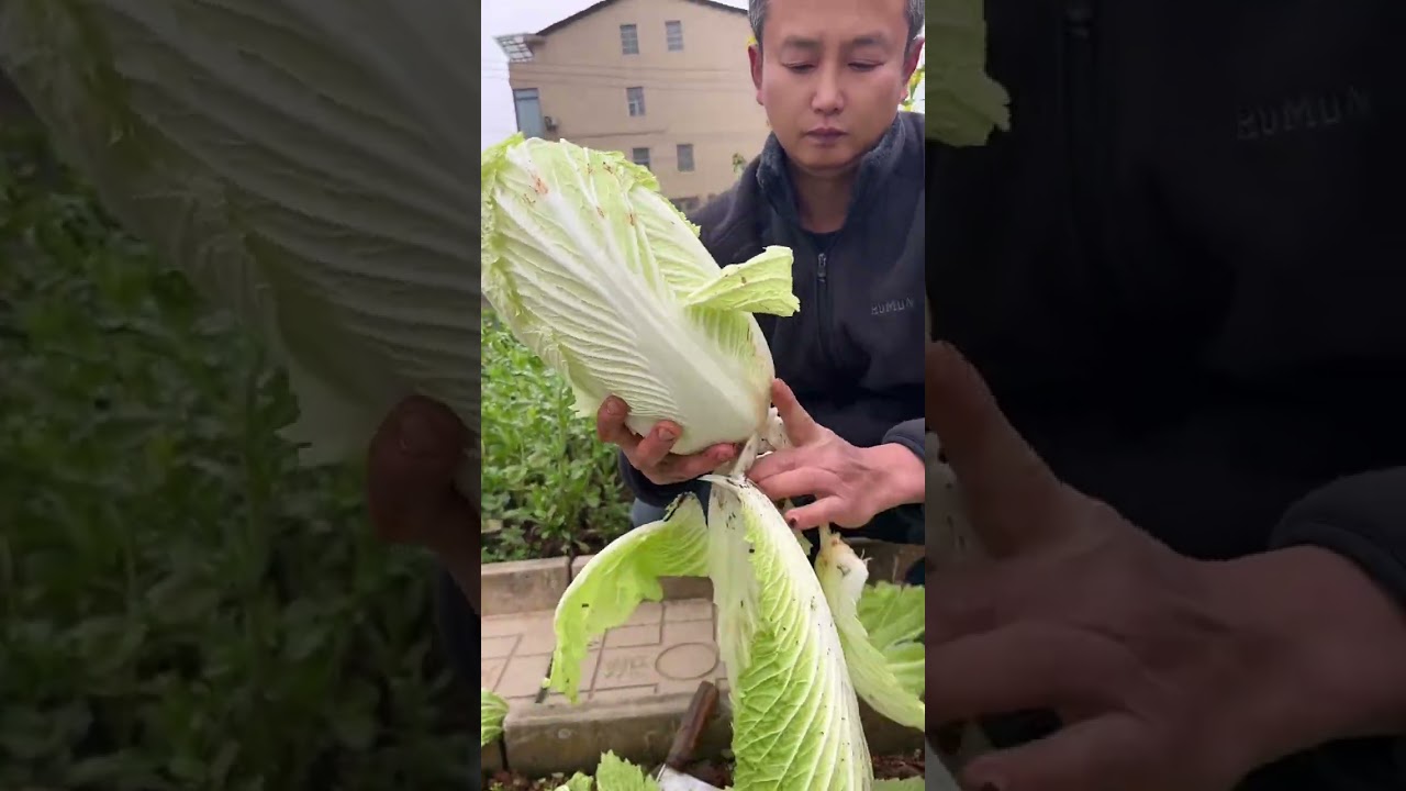 Spring Festival Secrets: Why No Big Fish or Meat? The Real Star is Green