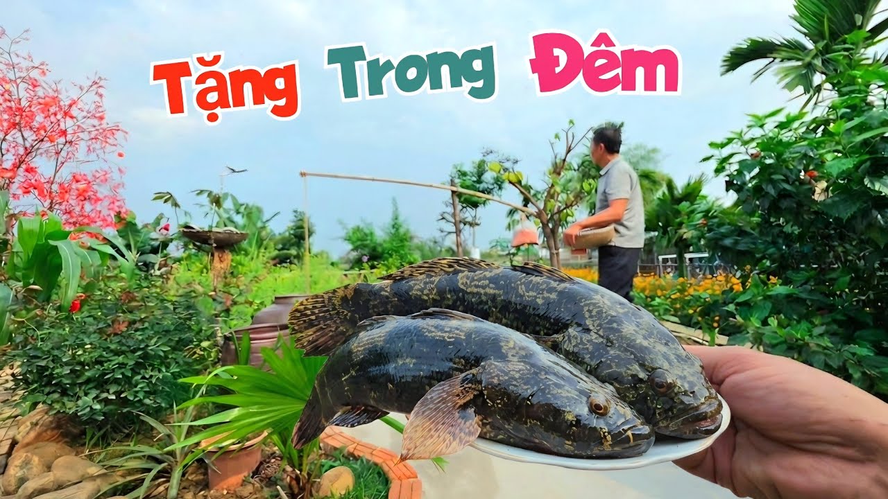Nửa Đêm Em Trai Vẫn Tới Chỉ Để Tặng Con Cá Bống Siêu To - Và Đổi Điện Thoại Mới / Quế Nghịch