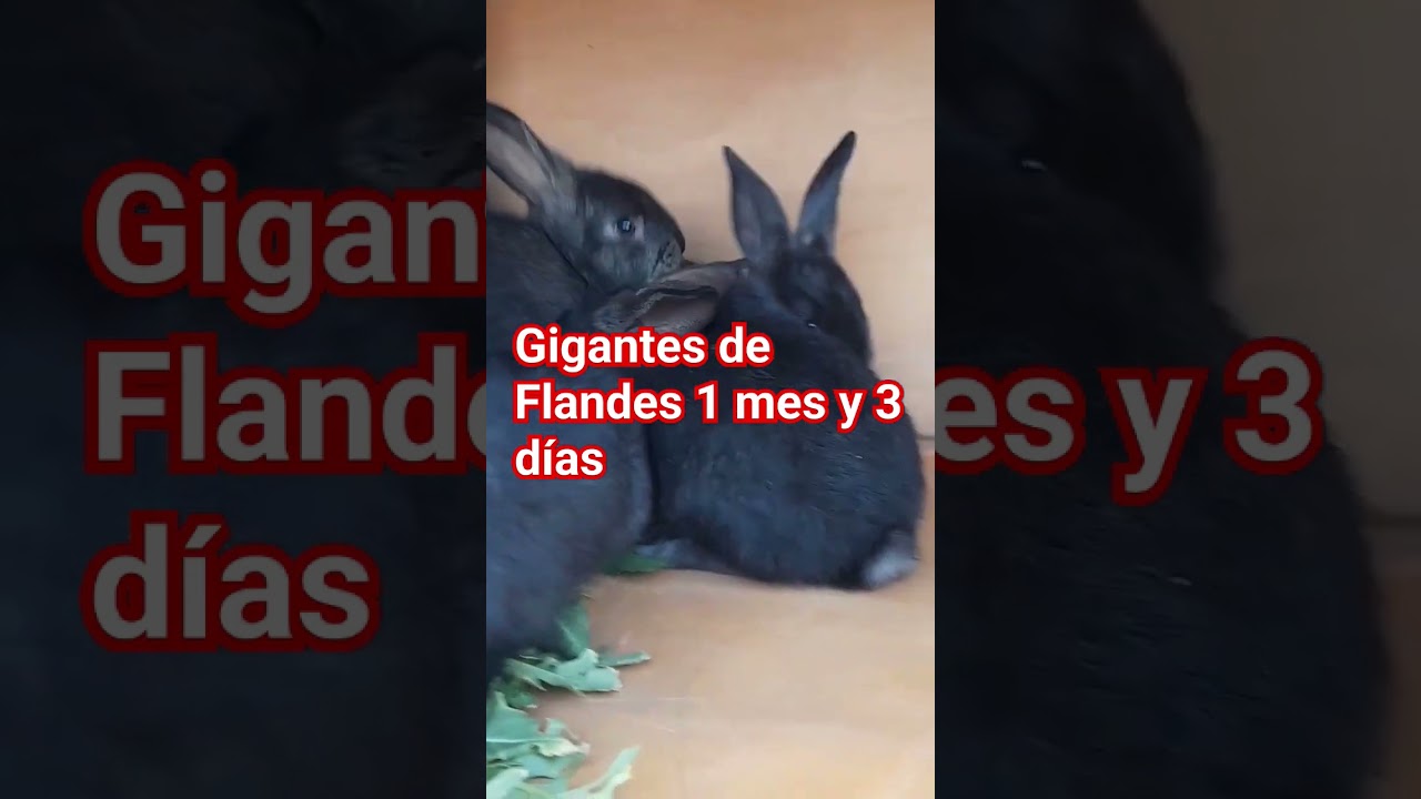 Gazapos Gigantes de Flandes Argentina Mendoza