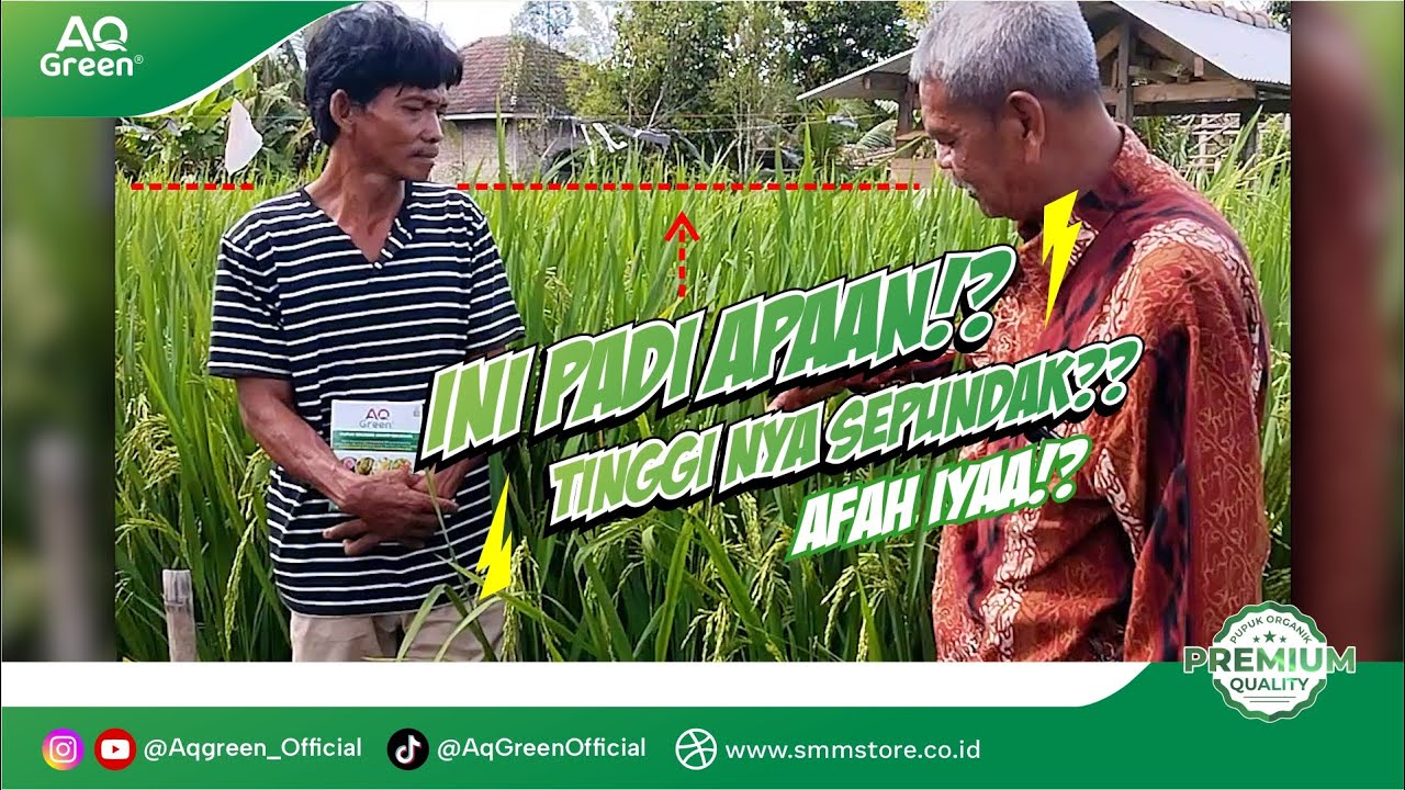 CUMA 2 KALI APLIKASI!!! PADI JADI SEBAGUS DAN SESUBUR INI!