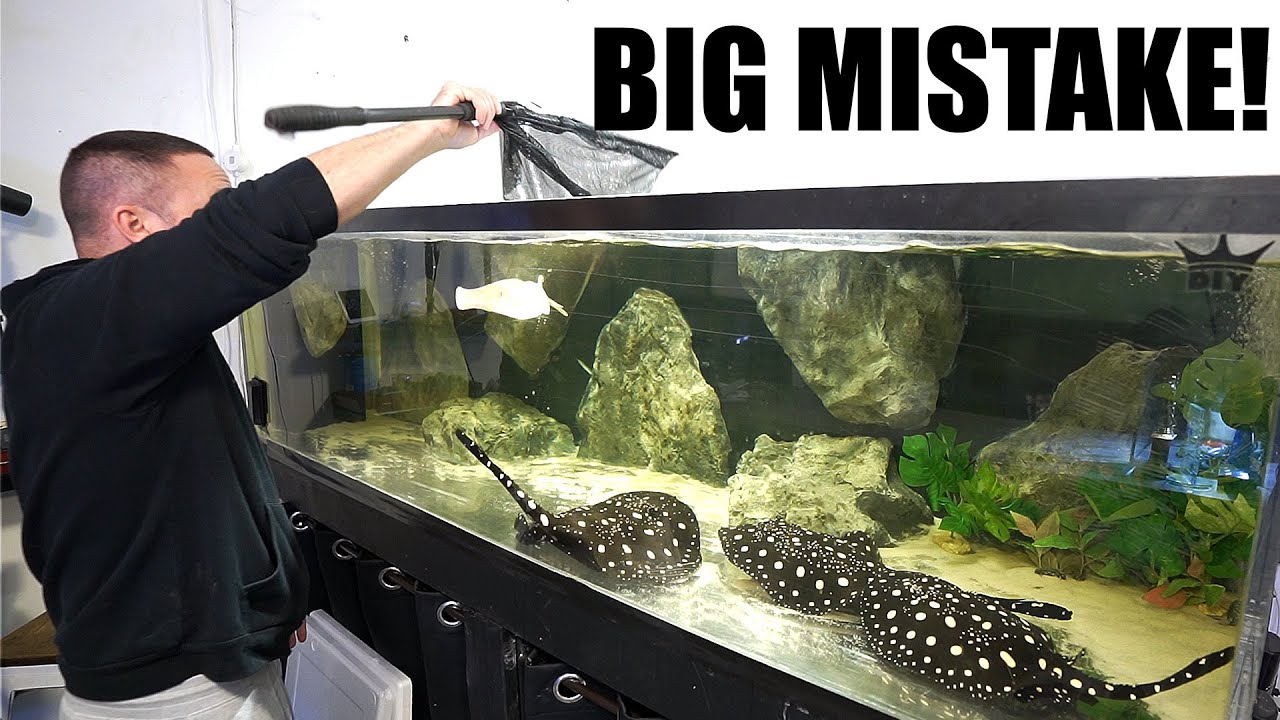 I ADDED THE WHITE STINGRAY
