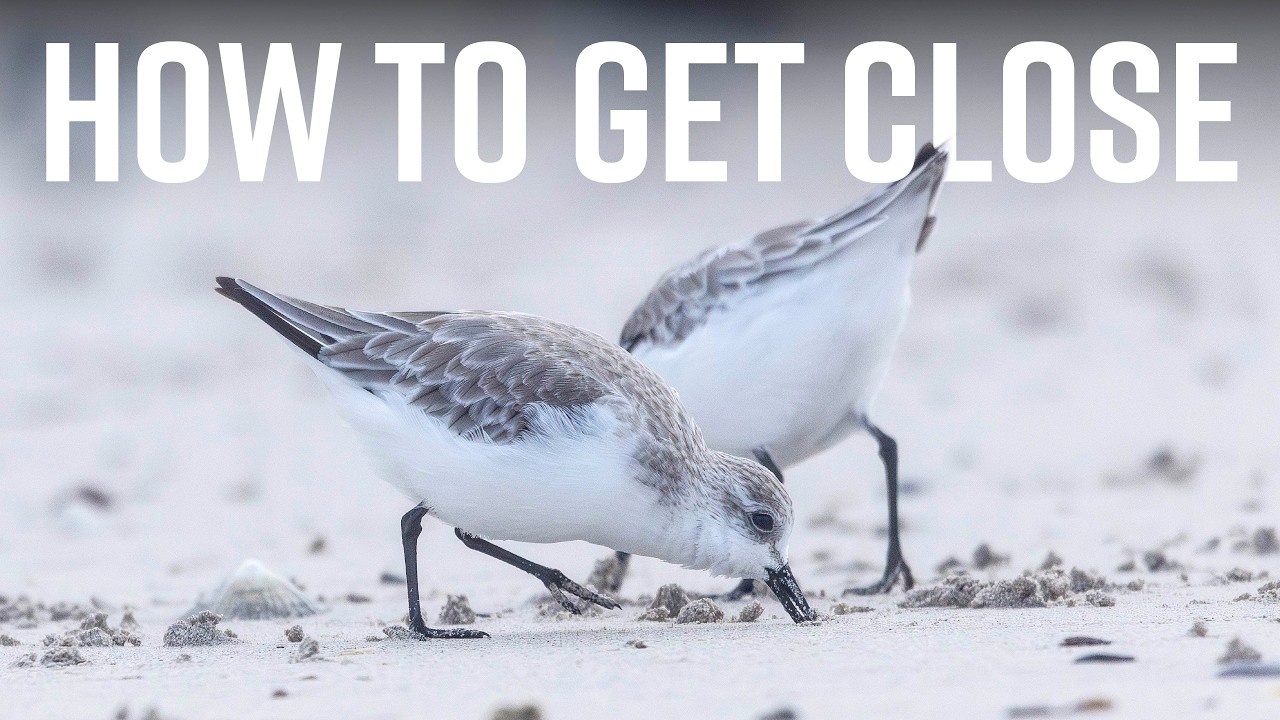 Shorebirding Photography - Learnings And Tips