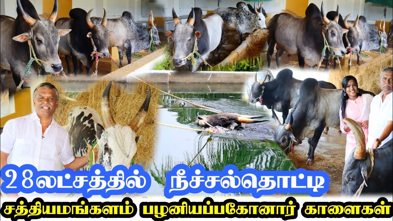 ப்பா காளைகளுக்கு 28 லட்சத்தில் நீச்சல்தொட்டி / ஈரோட்டில் வளரும் 15 காரசாரமான கட்டுத்தரை காளைகள்