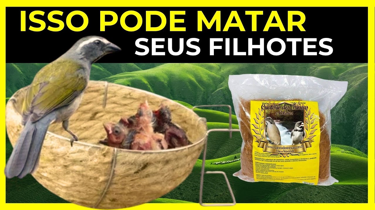 Evite a Morte dos Filhotes: Materiais e Higienização Correta para o Ninho