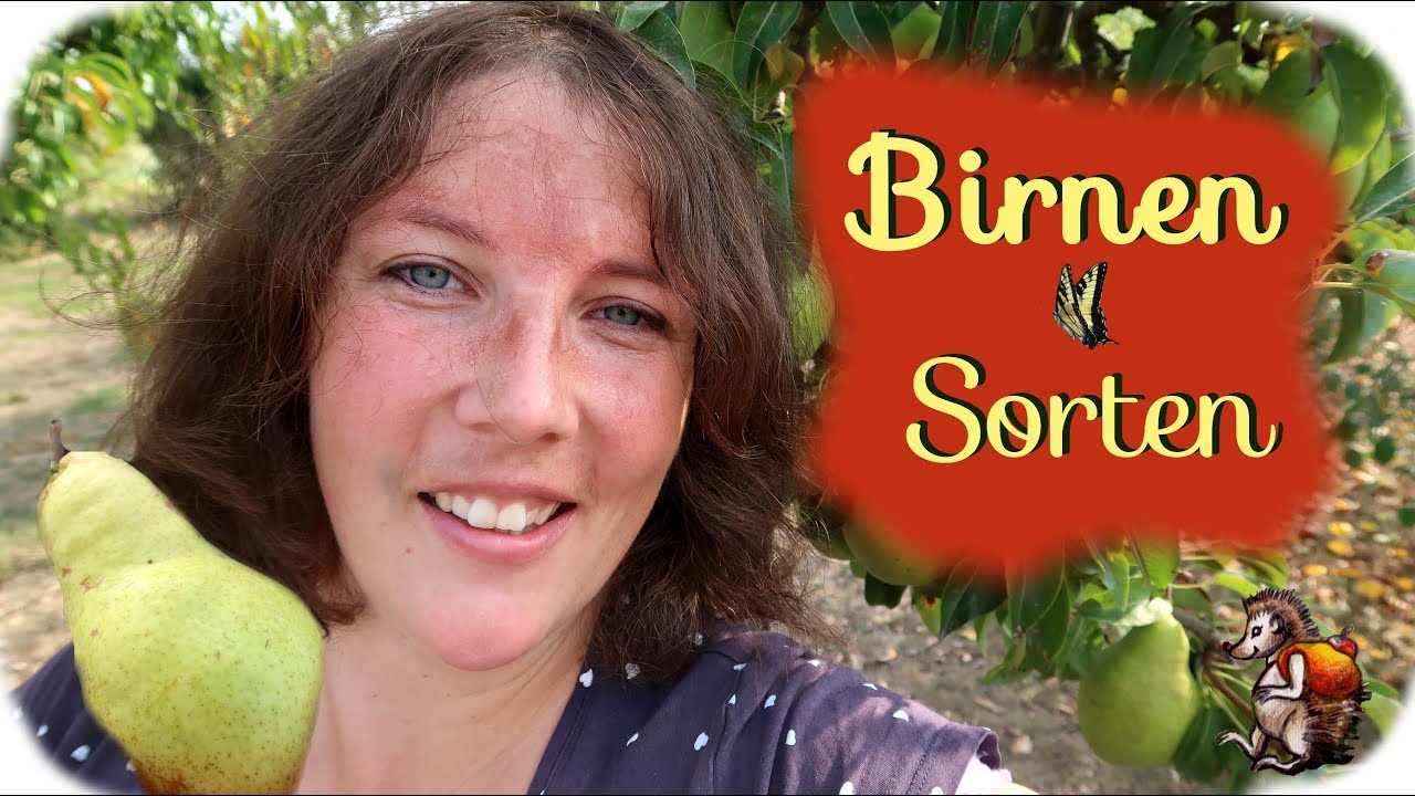 Unsere 🍐 alten Birnen Sorten | Alte Obst Sorten im Garten