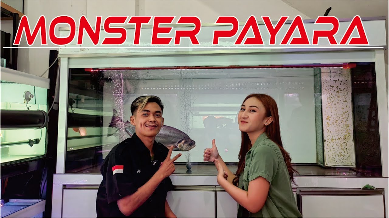 IKAN PREDATOR PAYARA MONSTER DARI AMAZON