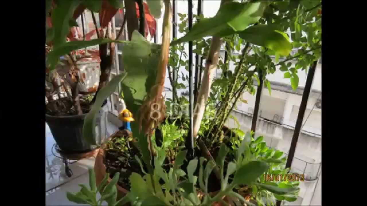 Dama de la noche, la flor de una belleza singular