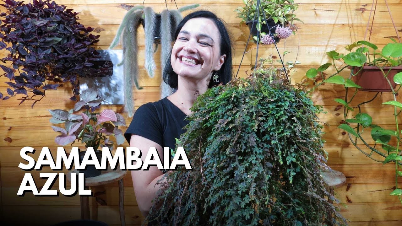 Samambaia Azul