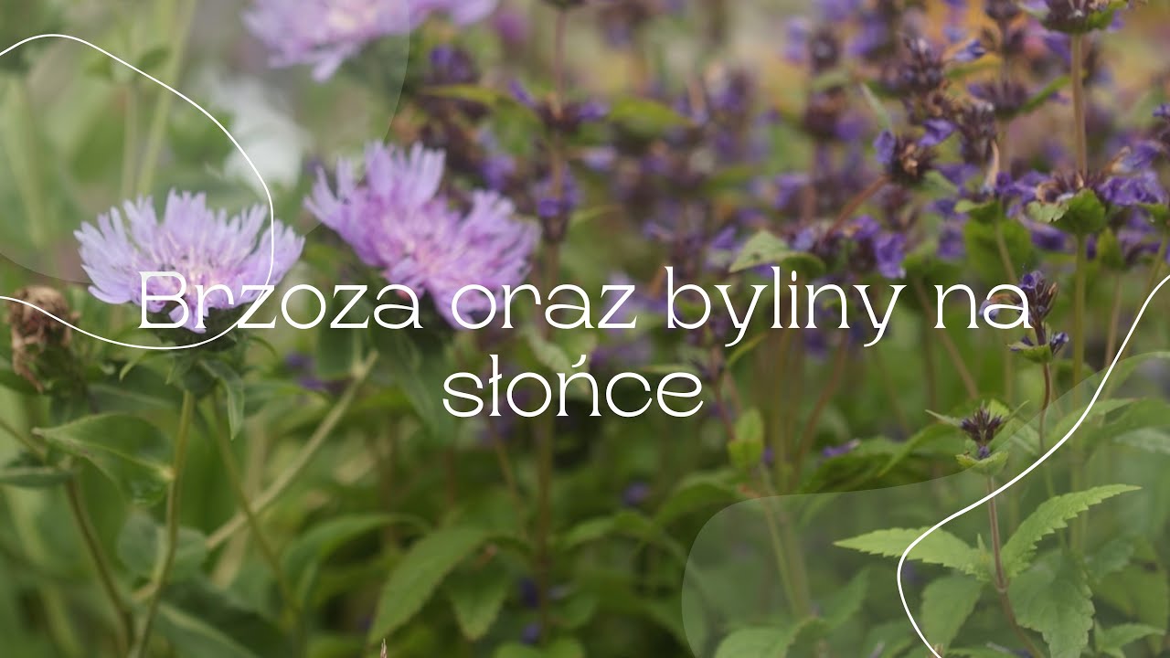 Brzoza oraz kolejne opowieści o bylinach  na pełne słońce