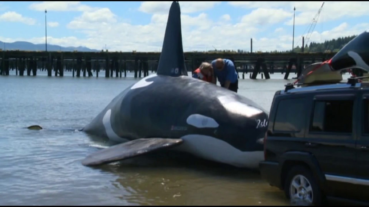 2015: 'Fake Willy' orca-shaped seacraft fails to drive sea lions from Astoria