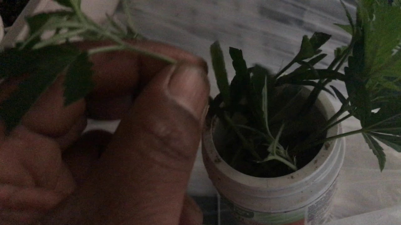 Organic gardening tips clone Tips Aloe Vera leaf powder all natural