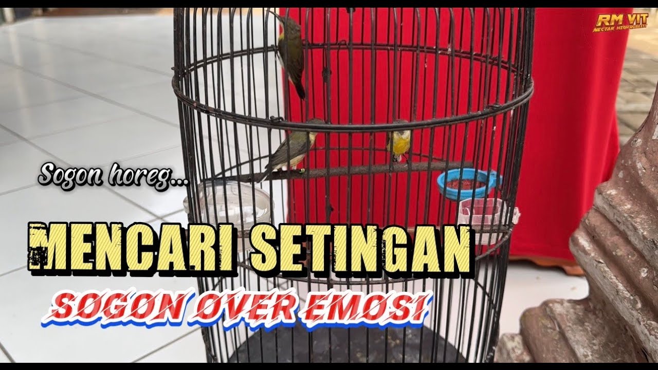 Mencari setingan sogon over emosi