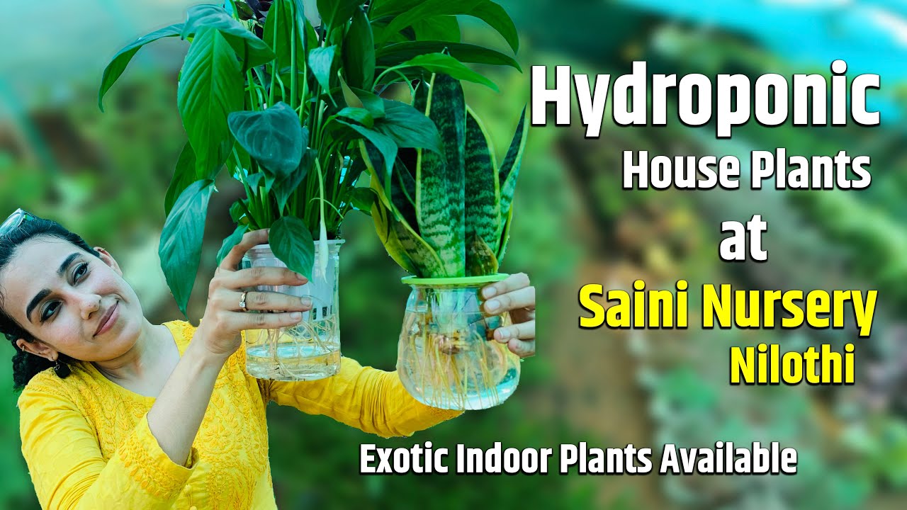 Hydroponic House Plants at Saini Nursery, Nilothi