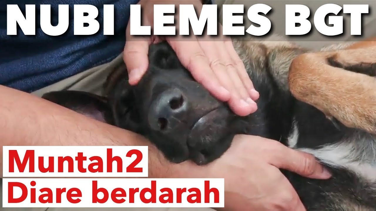 SEDIH LIHATNYA! ANUBIS BERUSAHA KUAT MELAWAN VIRUS PARVO