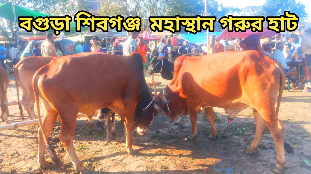 শিবগঞ্জ বগুড়ার দেশি–বিদেশি গরুর হাট 🐄 | বড় গরু দেখুন | Cattle Market Bangladesh