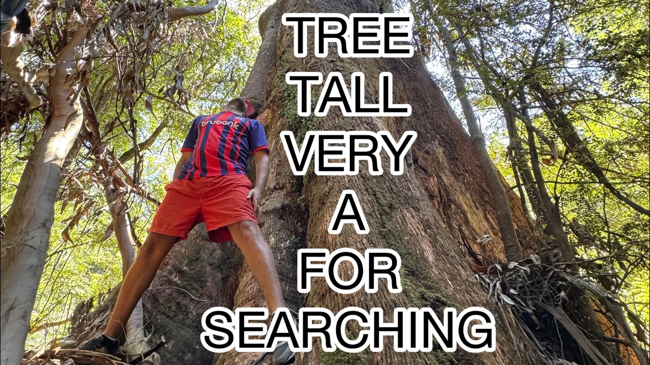SEARCHING FOR A VERY TALL TREE