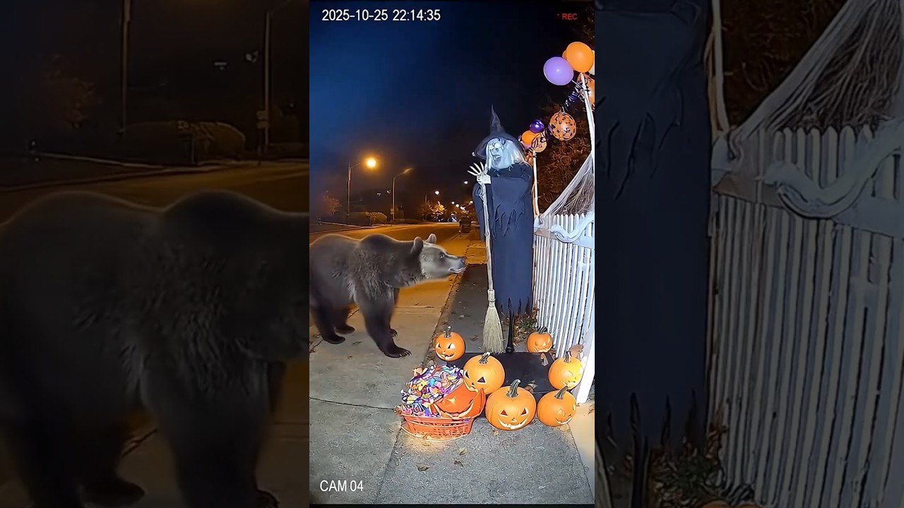 Bear vs Halloween Witch Robot! 🎃🤖💥 | Caught on CCTV | Realistic Halloween Short