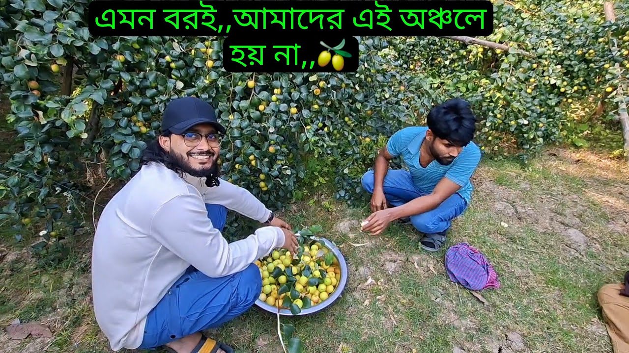 এমন বরই,,আমাদের এই অঞ্চলে হয় না,,🫒