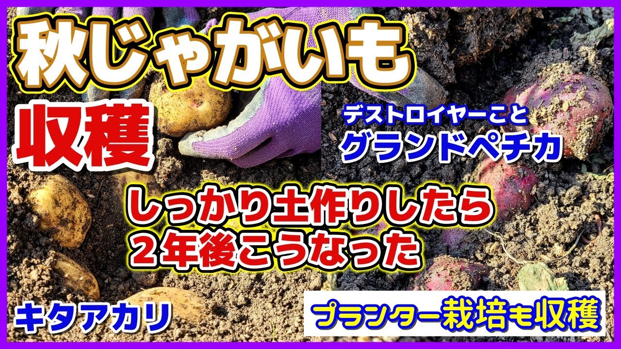 【秋じゃがいも収穫】土作り頑張ったら２年後こうなった！秋は芽欠きしないボーボー栽培／デストロイヤー（グランドペチカ）・キタアカリ・メークイン／プランター栽培も／ジャガイモ栽培／土づくり成果／家庭菜園