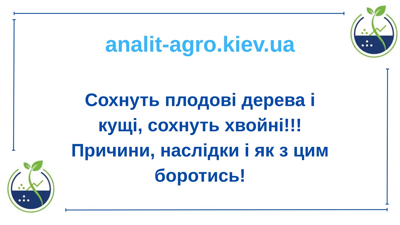 Сохнуть плодові дерева і кущі,сохнуть хвойні!!!Причини,наслідки і як з цим боротись!