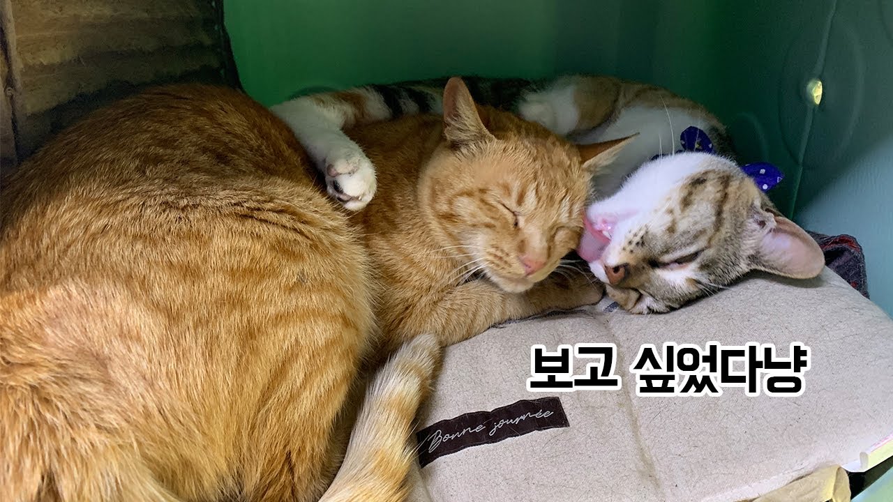 작고 귀여운 길고양이들이 길 위에서 살아가는 법
